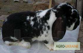 Фото 3. Продам кролів французький баран