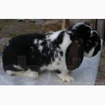 Продам кролів французький баран