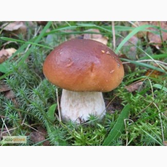 Продам свежий карпатский белый гриб