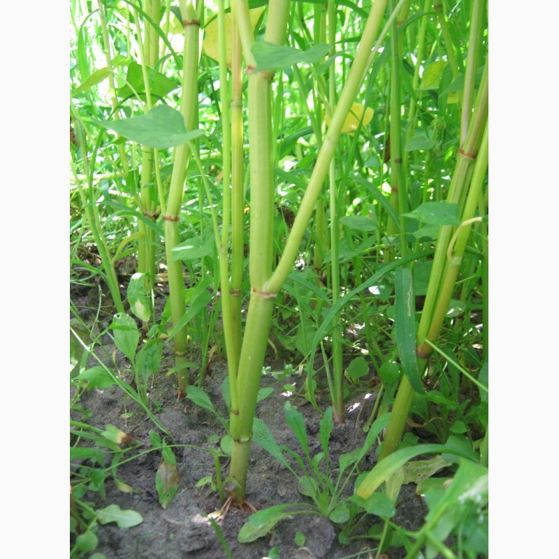 Фото 2. Канадские семена гречки Гренби - 1 реп (мелкий опт)