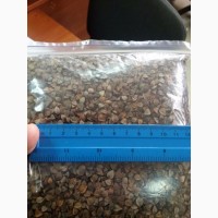 Канадские семена гречки Гренби - 1 реп (мелкий опт)