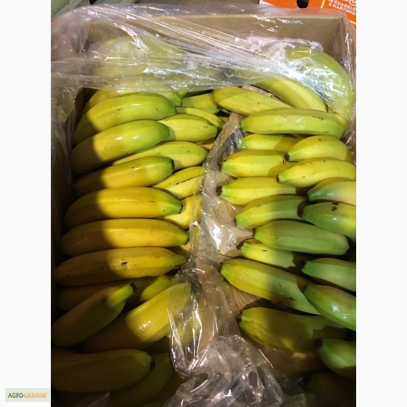 Фото 2. Продаем бананы из Испании