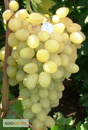 Фото 2. Продам Закарпатское домашнее Красное и белое вино 100% натуральное (Без Добавок)