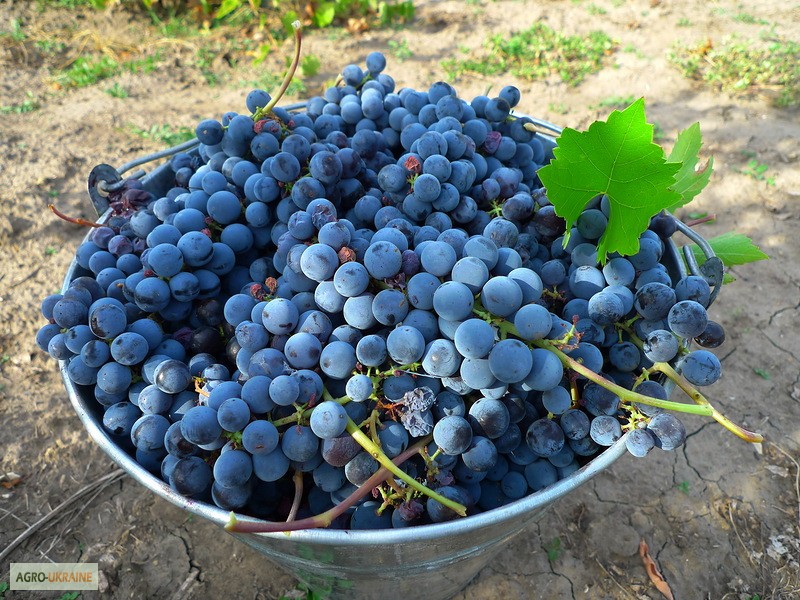 Фото 11. Продам Закарпатское домашнее Красное и белое вино 100% натуральное (Без Добавок)