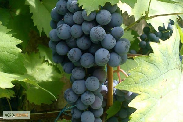 Фото 3. Продам Закарпатское домашнее Красное и белое вино 100% натуральное (Без Добавок)