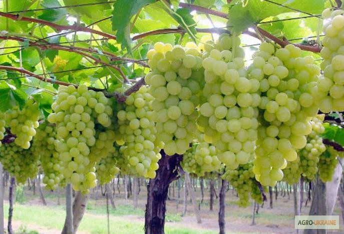 Фото 4. Продам Закарпатское домашнее Красное и белое вино 100% натуральное (Без Добавок)