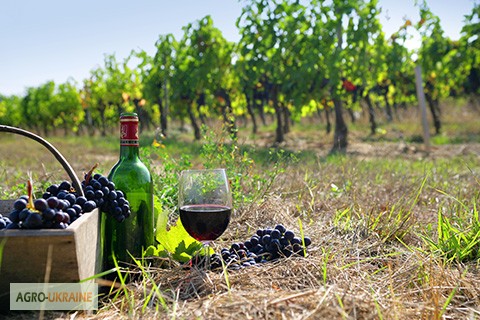 Фото 6. Продам Закарпатское домашнее Красное и белое вино 100% натуральное (Без Добавок)