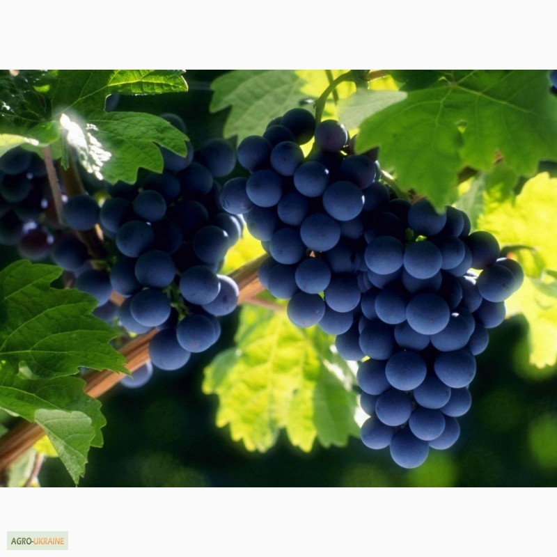 Фото 7. Продам Закарпатское домашнее Красное и белое вино 100% натуральное (Без Добавок)