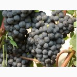 Продам Закарпатское домашнее Красное и белое вино 100% натуральное (Без Добавок)