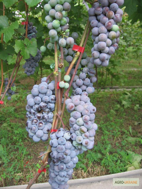 Фото 9. Продам Закарпатское домашнее Красное и белое вино 100% натуральное (Без Добавок)