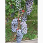 Продам Закарпатское домашнее Красное и белое вино 100% натуральное (Без Добавок)