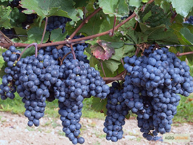 Фото 10. Продам Закарпатское домашнее Красное и белое вино 100% натуральное (Без Добавок)
