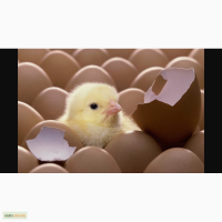 Яйца инкубационные куриные, інкубаційні яйця, оптом, розница, производитель