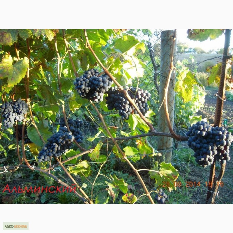 Фото 7. Продам саджанці винограду столових та технічних сортів