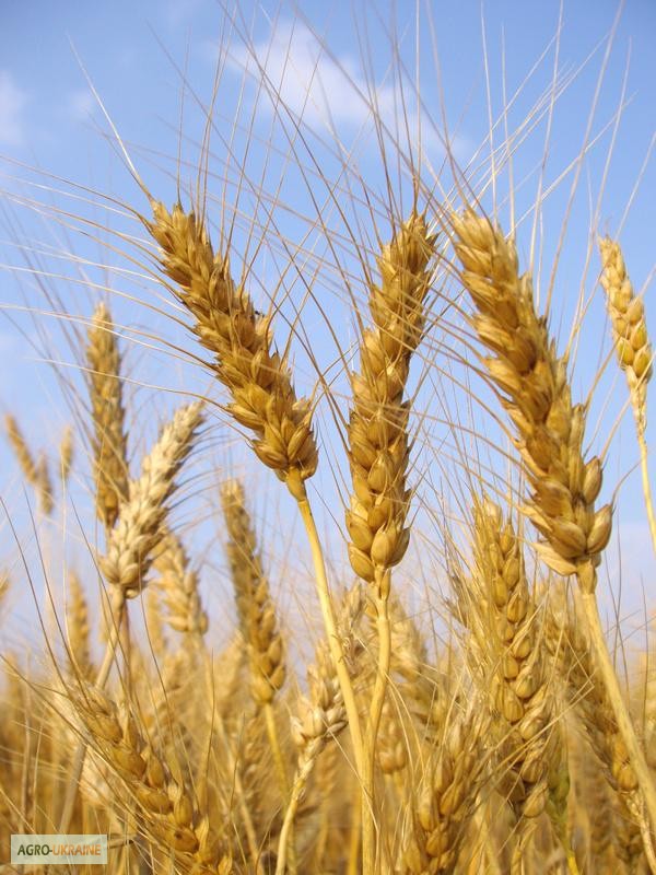 Фото 2. Насіння озимої пшениці. Іноземні та українські сорти