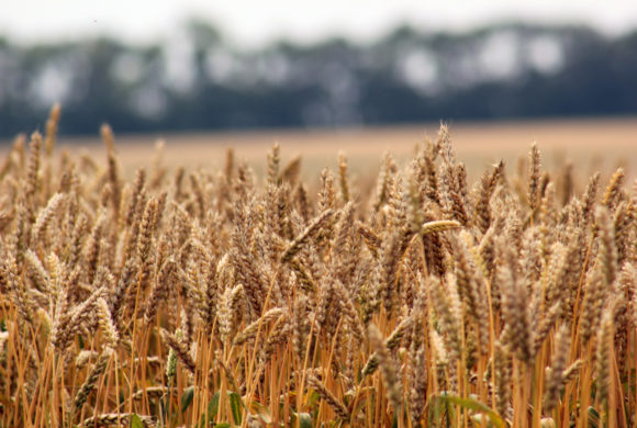 Насіння озимої пшениці. Іноземні та українські сорти