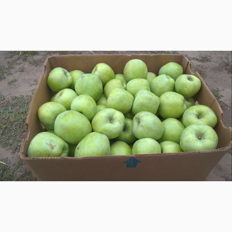 Фото 2. Продам яблоки Айдаред Джанаголд Семиринка