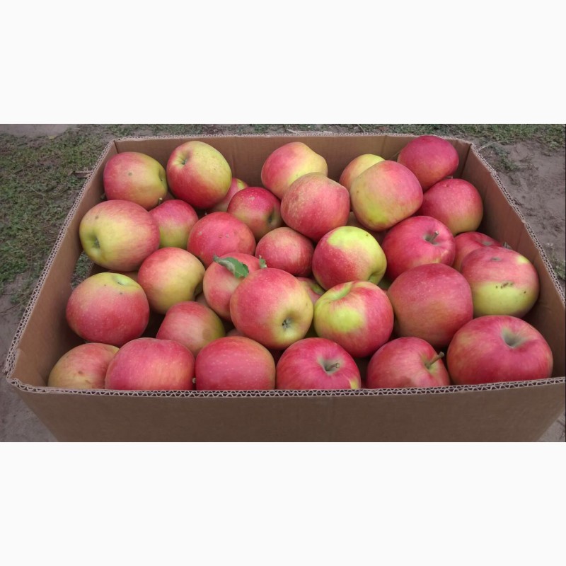 Фото 3. Продам яблоки Айдаред Джанаголд Семиринка