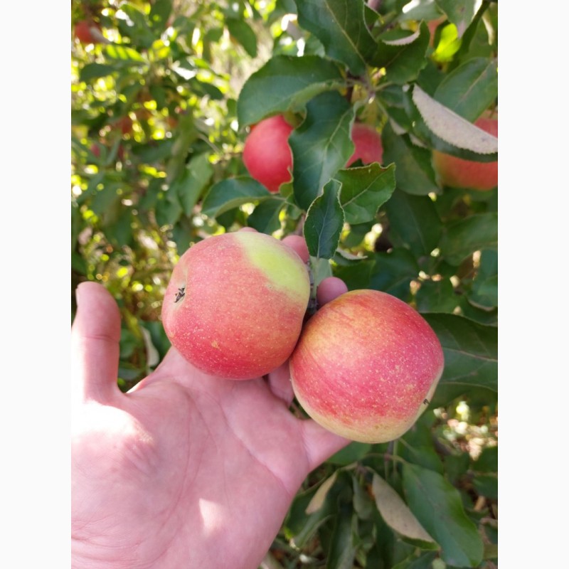 Фото 4. Продам яблоки Айдаред Джанаголд Семиринка