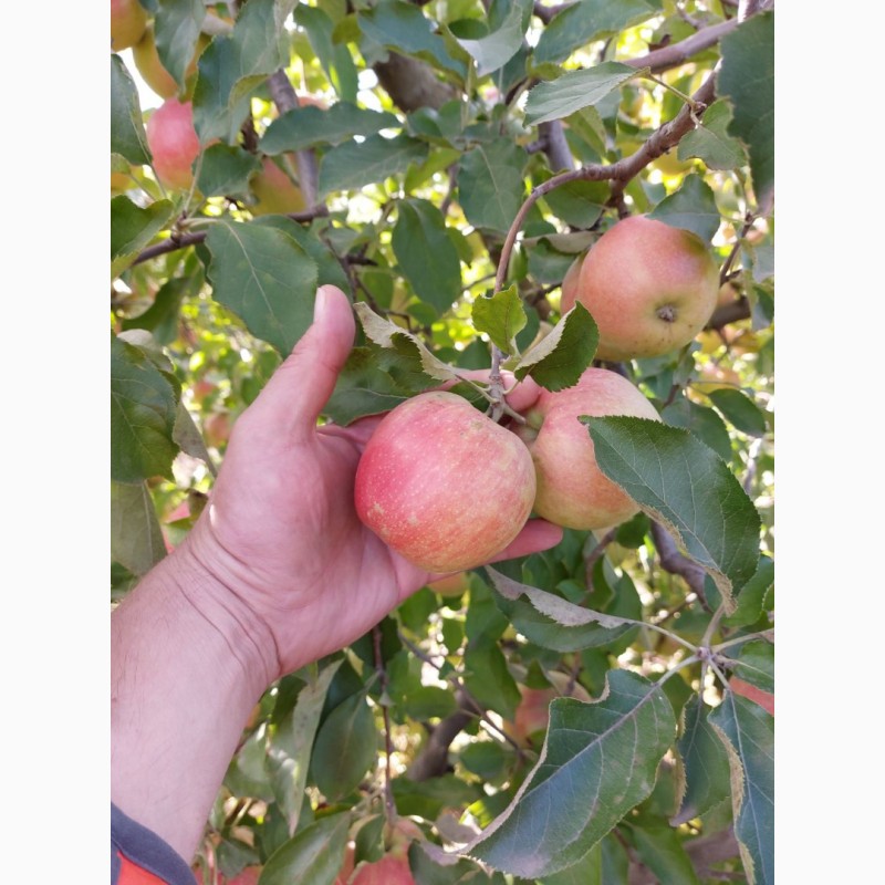 Фото 5. Продам яблоки Айдаред Джанаголд Семиринка