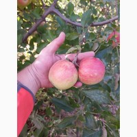 Продам яблоки Айдаред Джанаголд Семиринка
