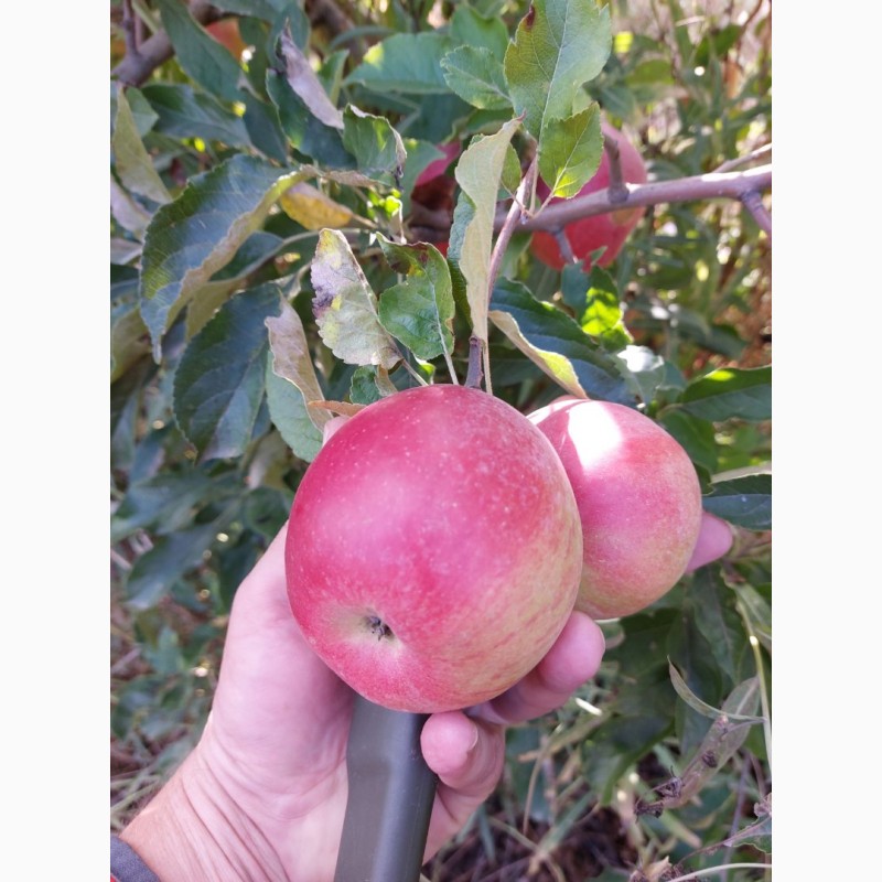 Фото 7. Продам яблоки Айдаред Джанаголд Семиринка