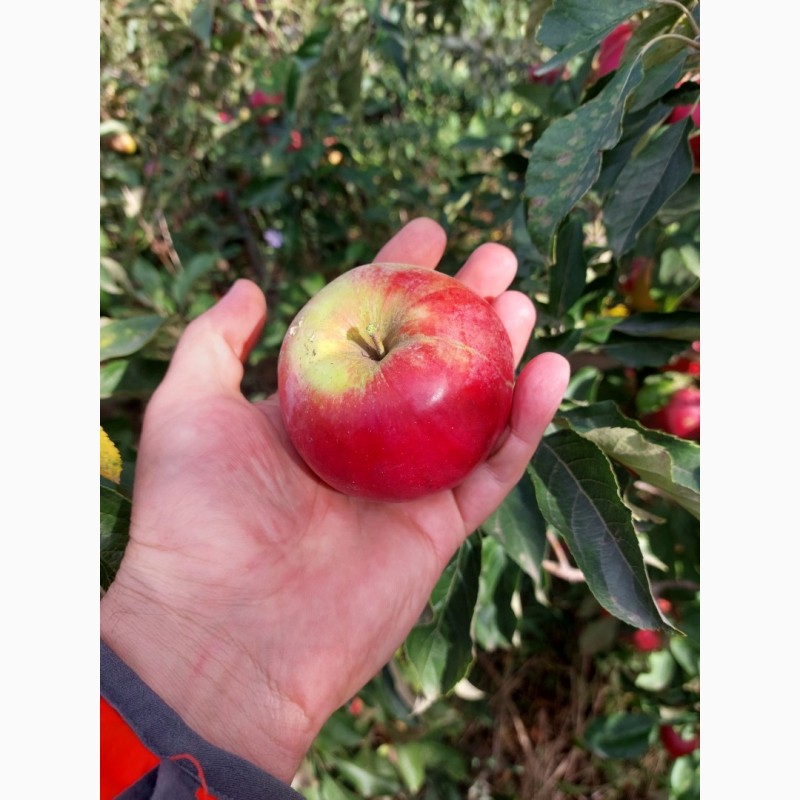 Фото 8. Продам яблоки Айдаред Джанаголд Семиринка