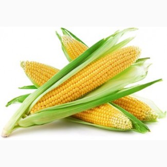 Семена кукурузы G HOST GS 105 M25 (ДЖИ ХОСТ) ФАО 250