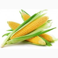 Семена кукурузы G HOST GS 105 M25 (ДЖИ ХОСТ) ФАО 250