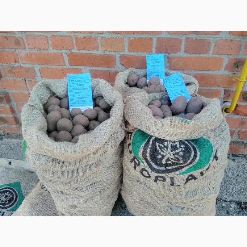 Фото 2. Продам насіння картоплі
