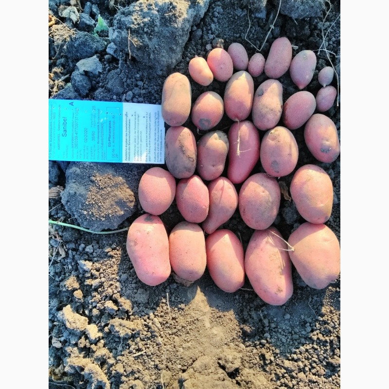 Фото 3. Продам насіння картоплі
