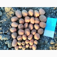 Продам насіння картоплі