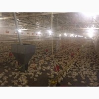 Оборудование для выращивания бройлерной курицы, утки, индейки