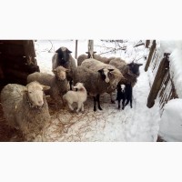 Терміново продам Романівська овечка