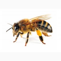 Продам бджолопакети та сімї, бджоли, вулики