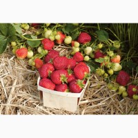 Продам ягоды клубники (полуниці) – мелкий и крупный опт
