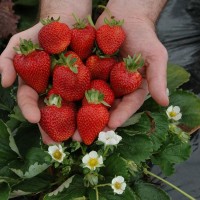 Продам ягоды клубники (полуниці) – мелкий и крупный опт