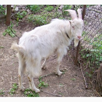 Продам козла породи Ламанча
