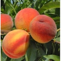 Саженцы яблони, груши, черешни, вишни, персика, абрикоса, сливы, алычи ОПТОМ