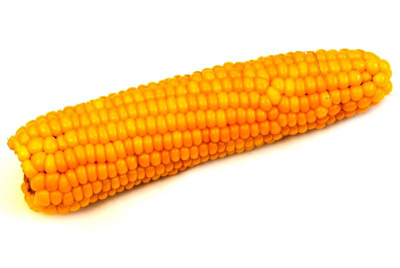 Фото 3. Семена кукурузы Монблан ФАО 320 (фракция #039;экстра, стандарт) Семанс франция