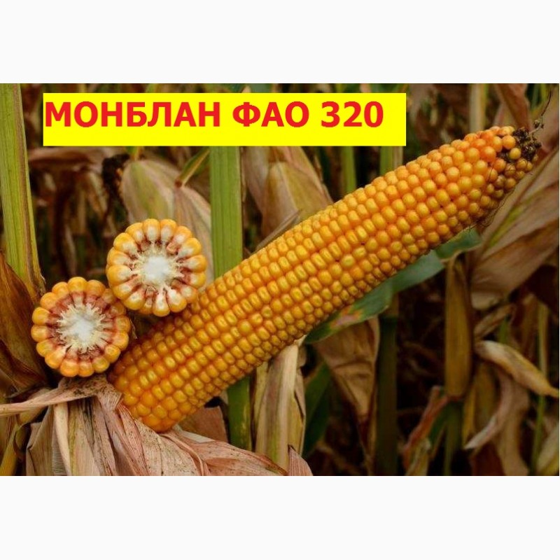 Семена кукурузы Монблан ФАО 320 (фракция #039;экстра, стандарт) Семанс франция