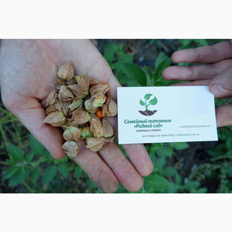 Фото 4. Ашвагандха семена (20 штук) (ашваганда, индийский женьшень) ценное лекарственное растение