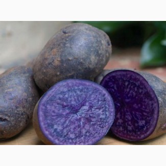 Семена фиолетового картофеля Экзотик