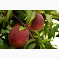 Саджанці персика і нектарину від виробника, висока якість