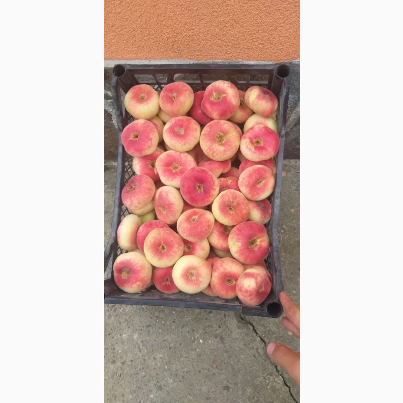 Фото 6. Саджанці персика і нектарину від виробника, висока якість