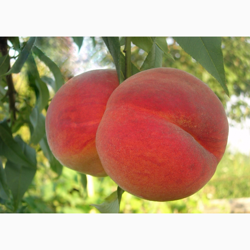 Фото 7. Саджанці персика і нектарину від виробника, висока якість