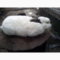 Продам самців плідників кролів та самок