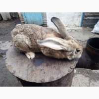 Продам самців плідників кролів та самок