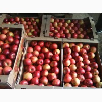 Продам красивые товарные яблоки ОПТ