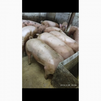 Продам свиноматки150-250 кг